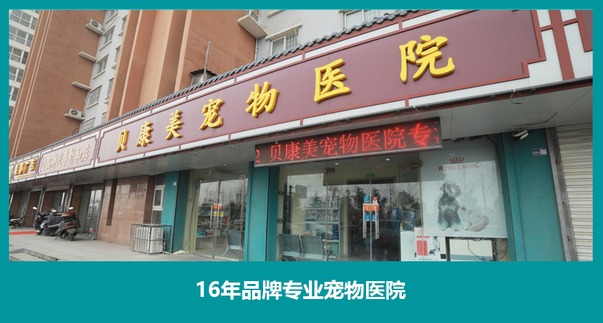 洛阳宠物医院_洛阳动物医院-洛阳市西工区贝康美动物医院