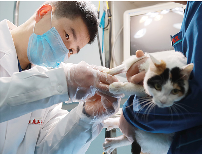 洛阳动物医院说说狗咬人