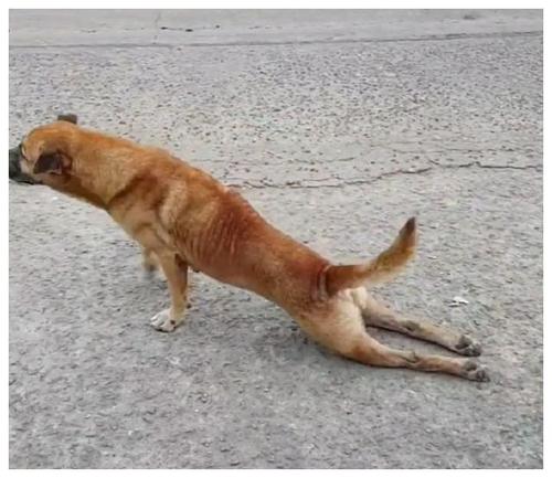 洛阳宠物医院后腿关节肿大怎么医治的