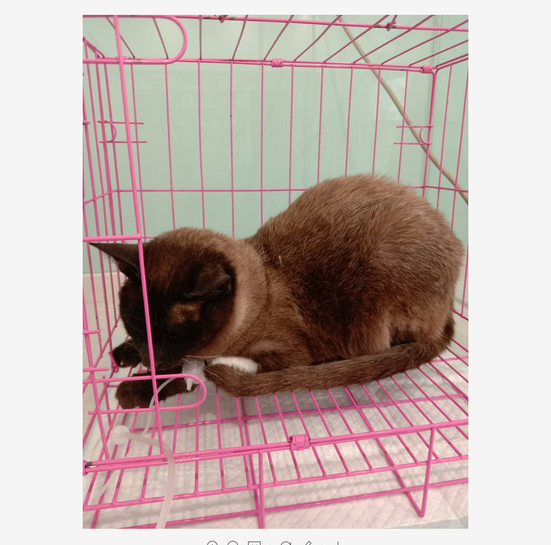 洛阳宠物医院16