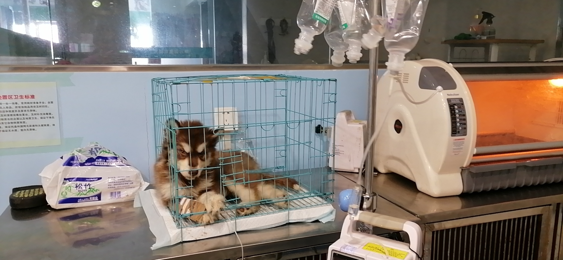 洛阳宠物医院定点排粪怎么训练